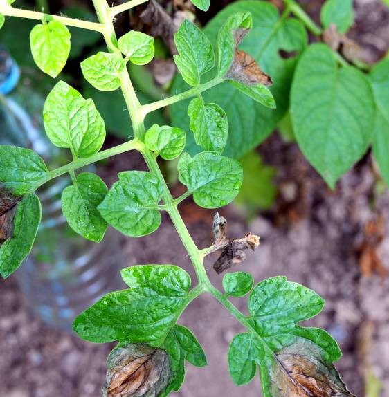 How To Identify Tomato Diseases and How to Prevent them