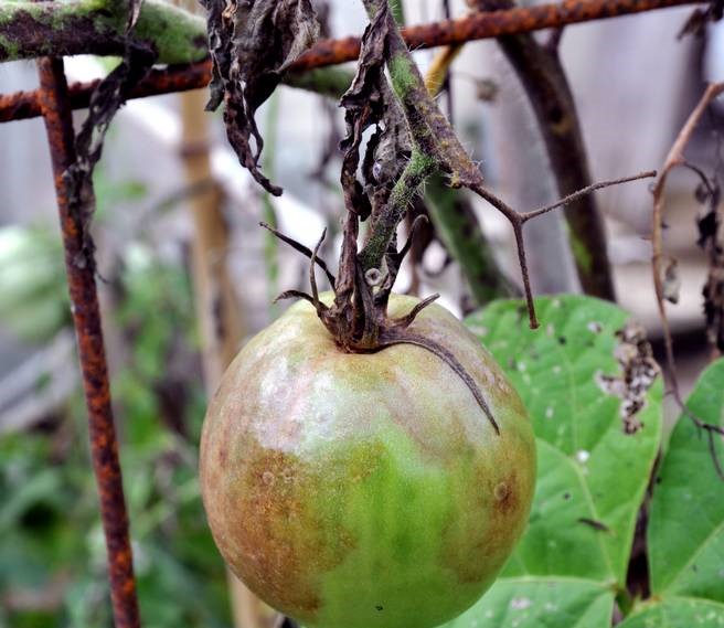 How To Identify Tomato Diseases and How to Prevent them