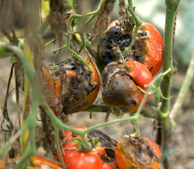 How To Identify Tomato Diseases and How to Prevent them