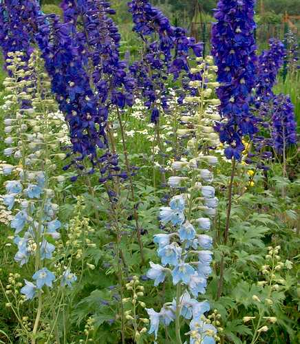 How To Plant, Grow, and Care for The Beautiful Blue Delphiniums!