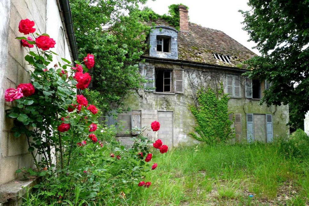 How to Fertilize Roses for Beautiful Bushes