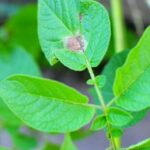 How to Control and Prevent Potato Late Blight