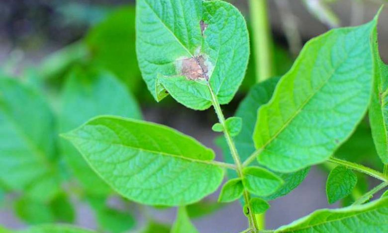 How to Control and Prevent Potato Late Blight