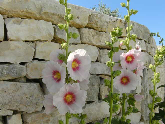 10 Best Flowers to Plant for Butterflies