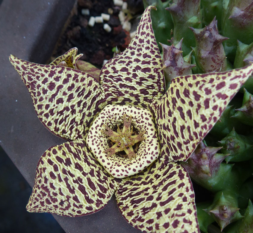 How To Plant, Grow, and Care for Stapelia variegata