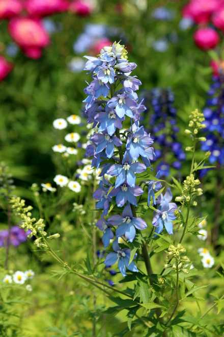 How To Plant, Grow, and Care for The Beautiful Blue Delphiniums!