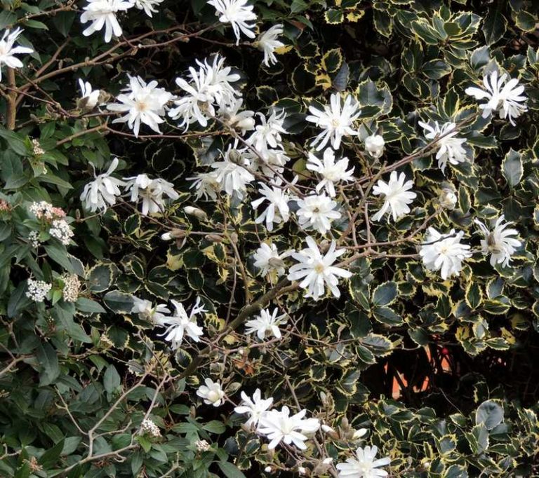 Tips and Information About Magnolia Stellata