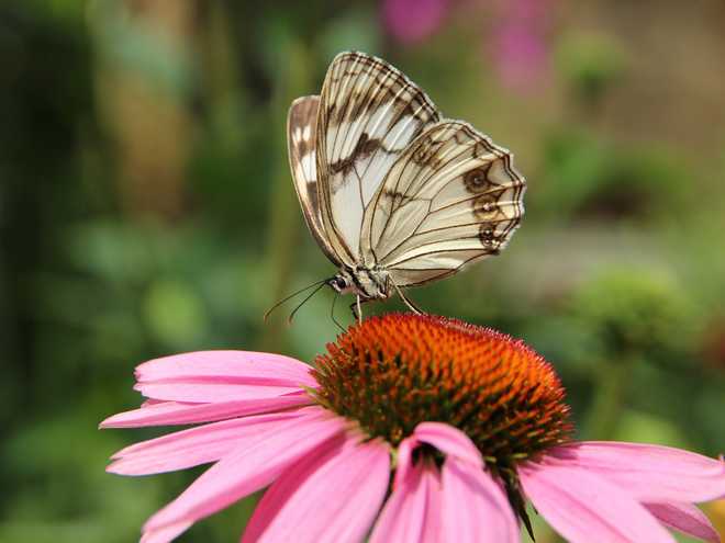 10 Best Flowers to Plant for Butterflies