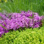 How To Plant, Grow, and Care for Dwarf Phlox: A beautiful flowering moss