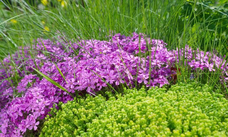 How To Plant, Grow, and Care for Dwarf Phlox: A beautiful flowering moss