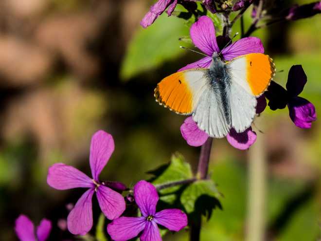 10 Best Flowers to Plant for Butterflies