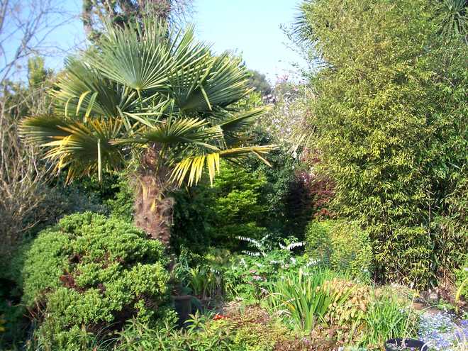 Which Hardy Exotic Plants for a Tropical Garden?