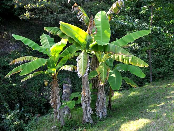 Which Hardy Exotic Plants for a Tropical Garden?