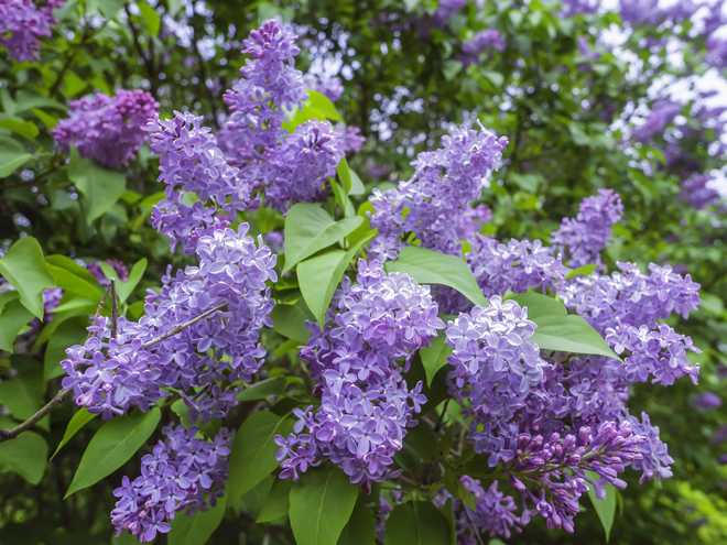 10 Best Flowers to Plant for Butterflies