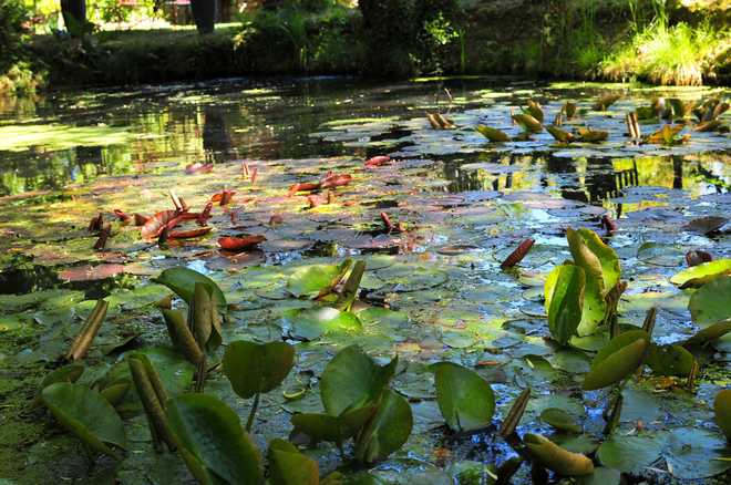 How Deep Should Aquatic Plants be Installed?