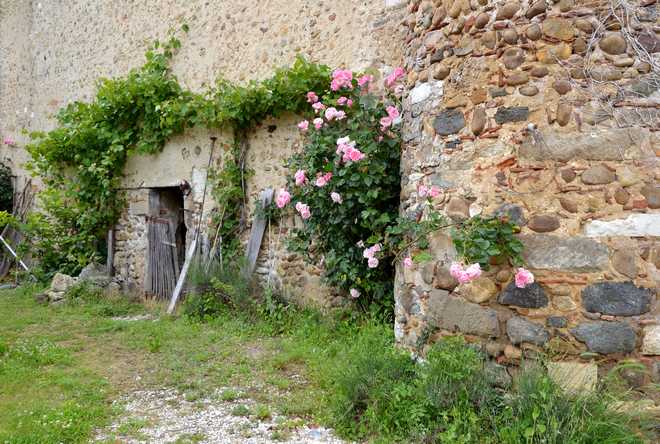 How to Fertilize Roses for Beautiful Bushes