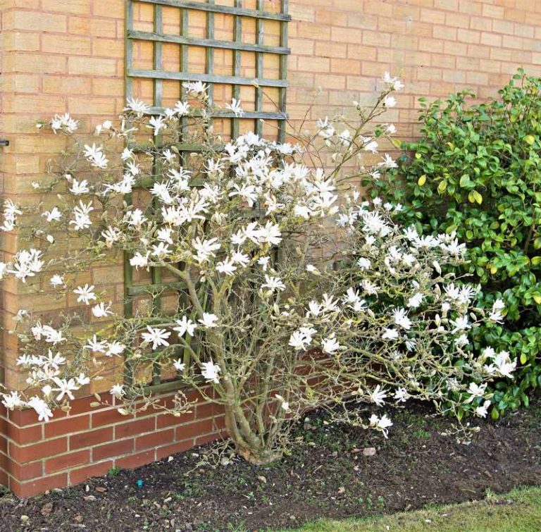 Tips and Information About Magnolia Stellata