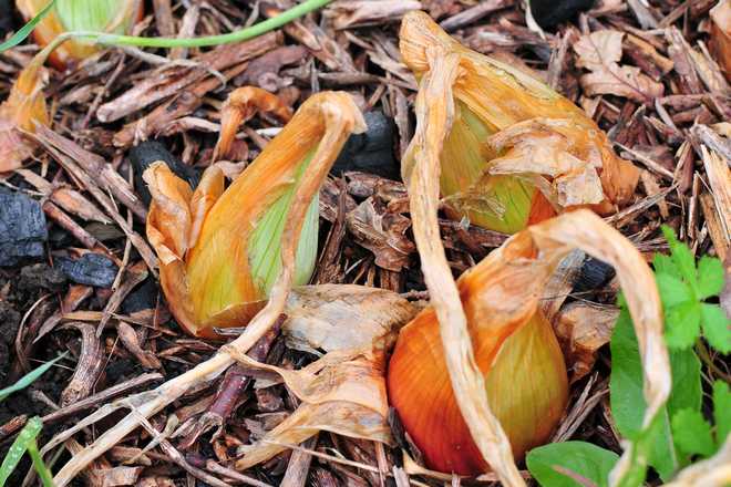 How to Plant and Grow Shallots : Easy and productive!