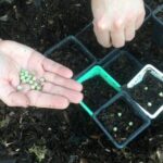 How to Sow Peas in a Pot?
