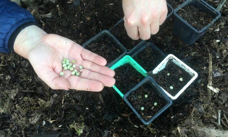 How to Sow Peas in a Pot?