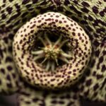 How To Plant, Grow, and Care for Stapelia variegata