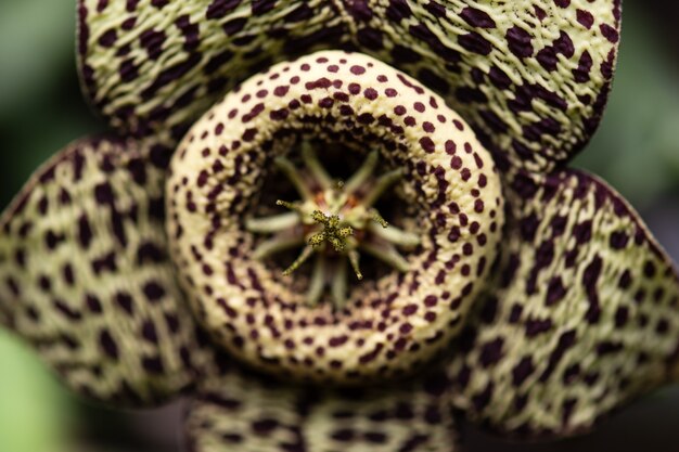 How To Plant, Grow, and Care for Stapelia variegata