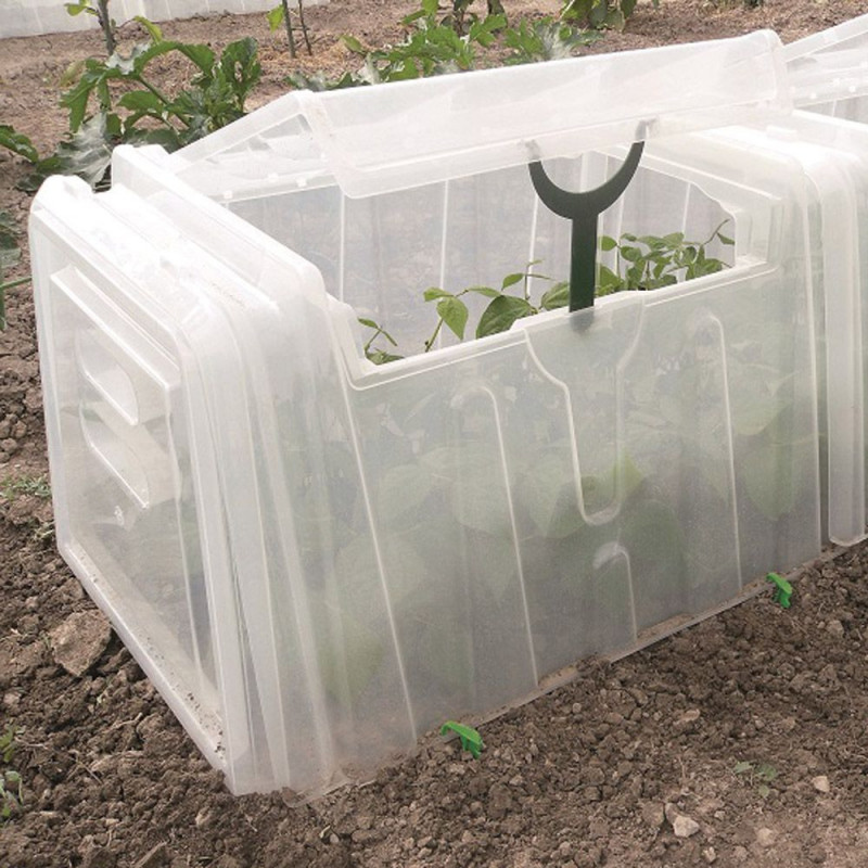 How To Grow Tomatoes In a Tunnel