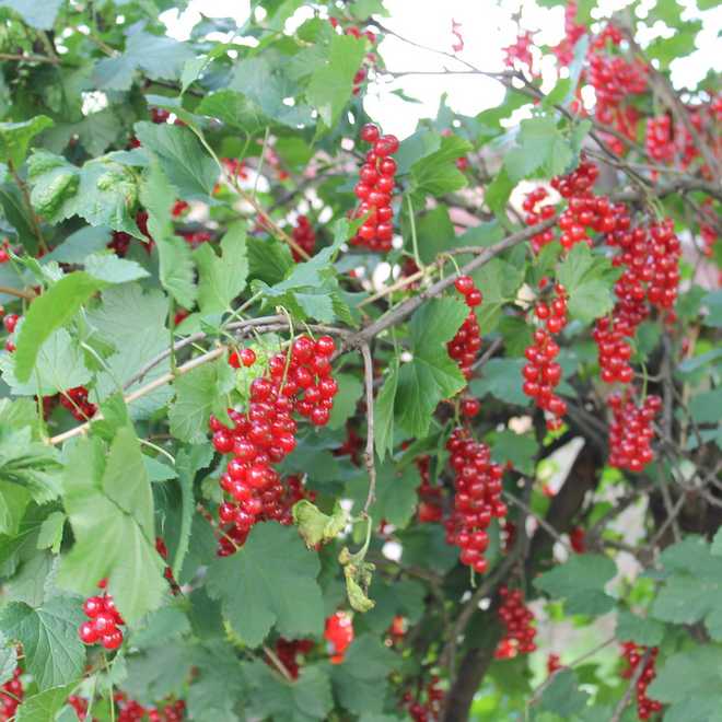 14 Best Varieties of Currants to Plant