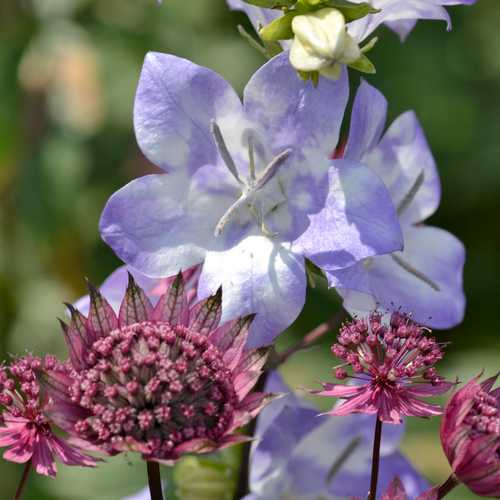 7 Gorgeous Campanula Bellflowers For Your Garden