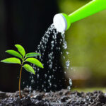 What is The Best Watering System for a Vegetable Garden?