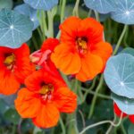 When and How To Sow Nasturtiums?