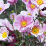Tips and Information About The Anemones of Japan