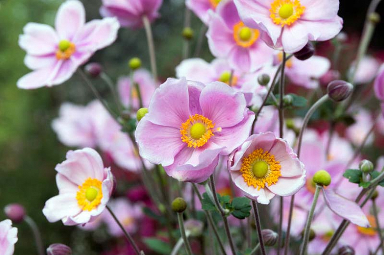 Tips and Information About The Anemones of Japan