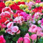 Tips and Information About Tuberous Begonia