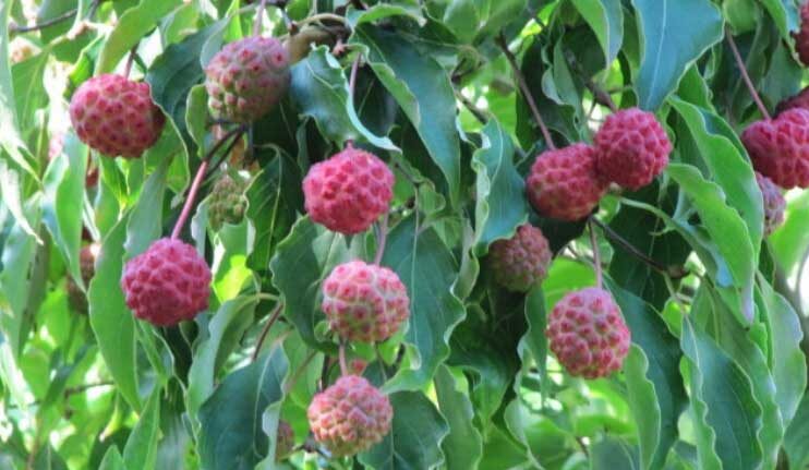 The Best Ornamental Shrubs With Decorative Fruits