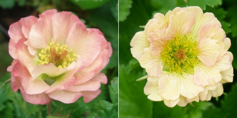 Tips and Information About Benoîte or Geum: a Charming Perennial to Rediscover!