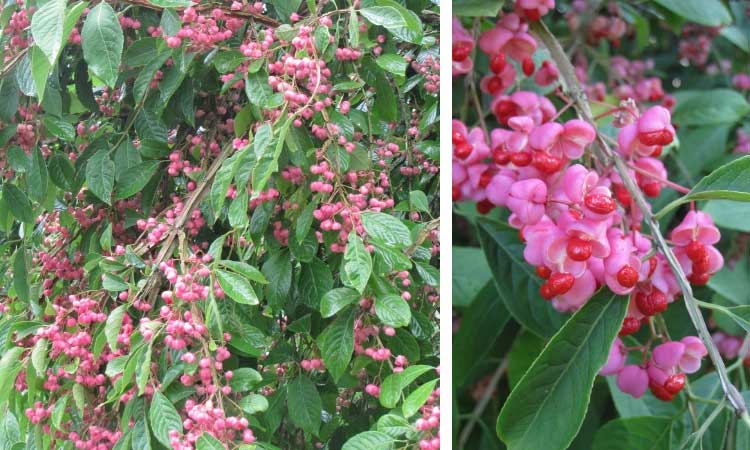 The Best Ornamental Shrubs With Decorative Fruits