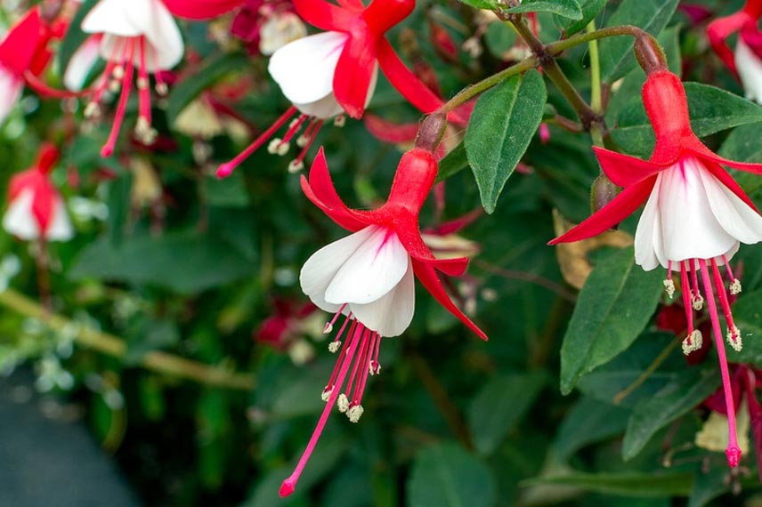 Fuchsia: 6 most hardy species and varieties