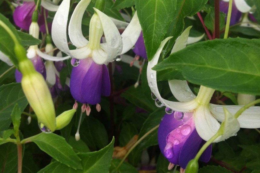 Fuchsia: 6 most hardy species and varieties