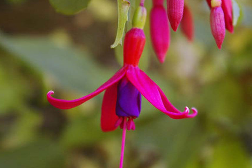 Fuchsia: 6 most hardy species and varieties