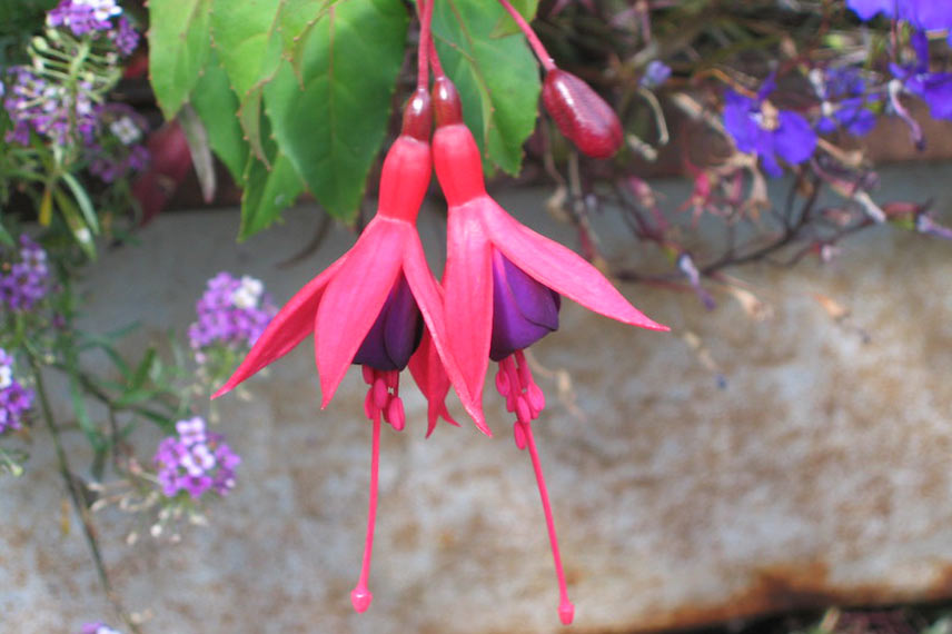 Fuchsia: 6 most hardy species and varieties