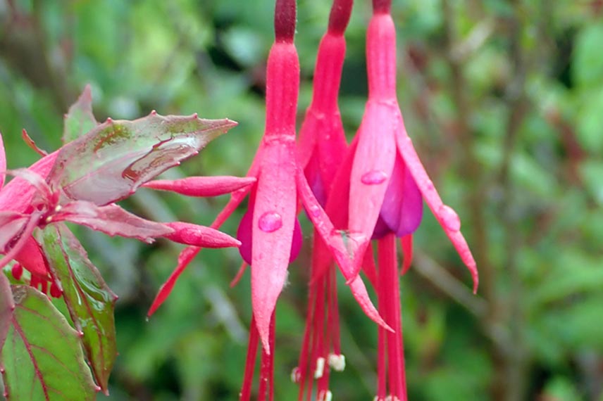 Fuchsia: 6 most hardy species and varieties