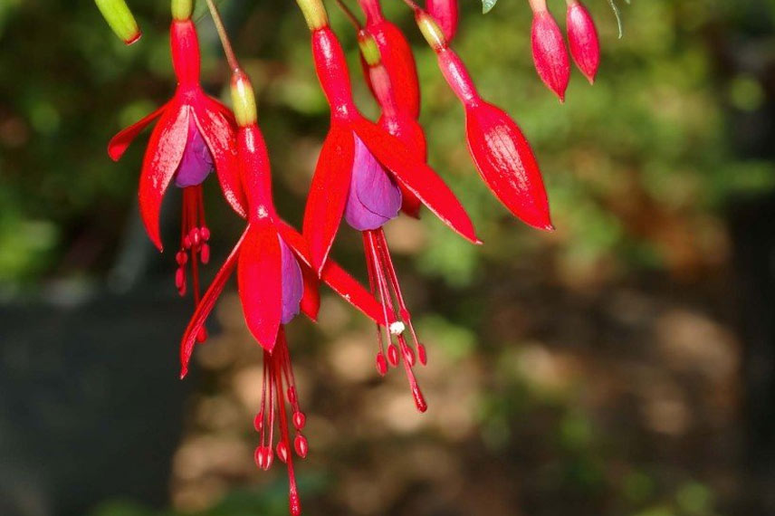 Fuchsia: 6 most hardy species and varieties