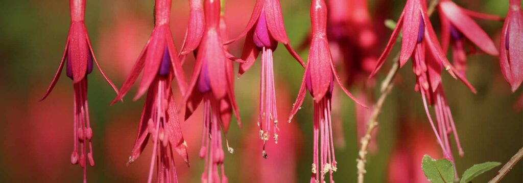 Fuchsia: 6 most hardy species and varieties