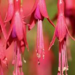 Fuchsia: 6 most hardy species and varieties