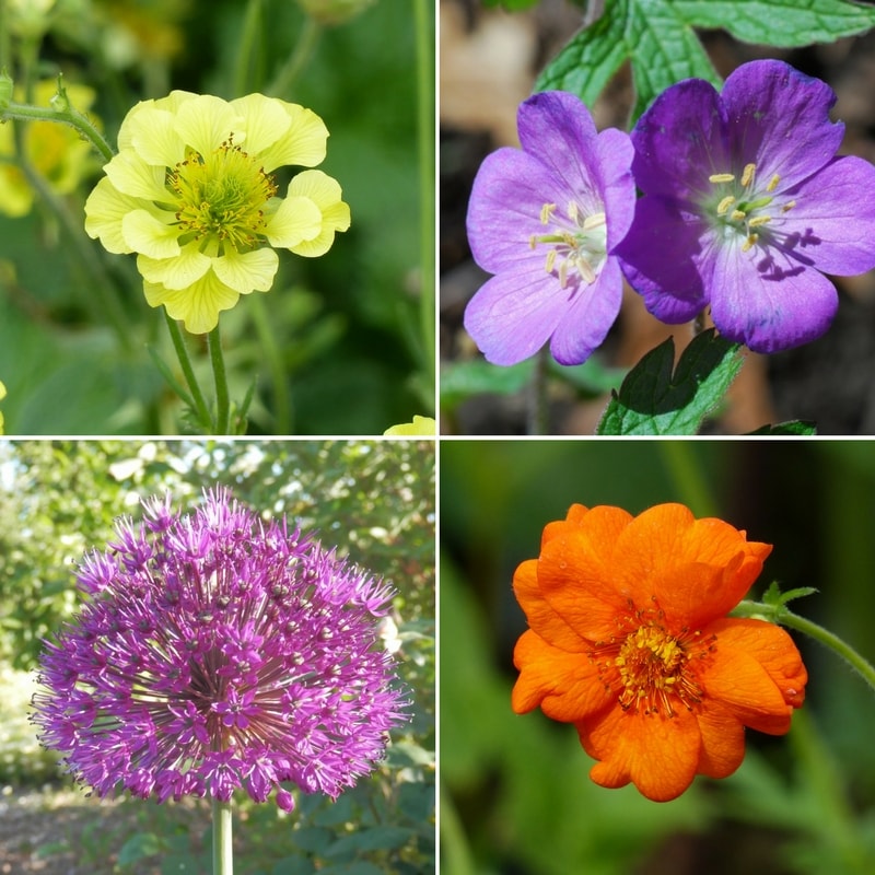 Tips and Information About Benoîte or Geum: a Charming Perennial to Rediscover!