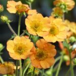 Tips and Information About Benoîte or Geum: a Charming Perennial to Rediscover!