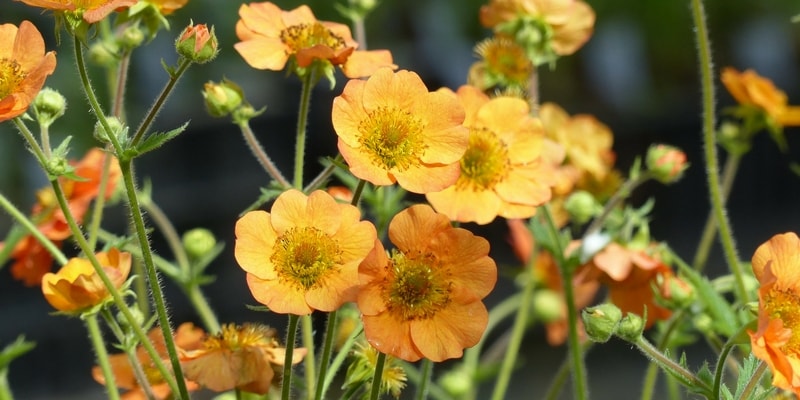 Tips and Information About Benoîte or Geum: a Charming Perennial to Rediscover!