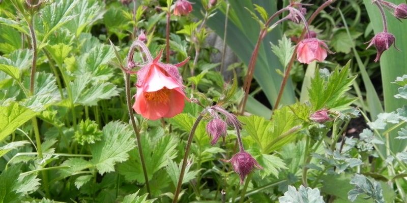 Tips and Information About Benoîte or Geum: a Charming Perennial to Rediscover!