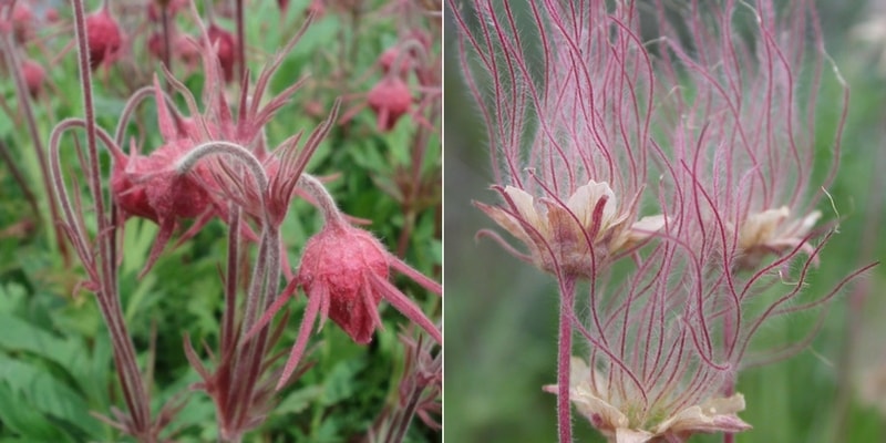 Tips and Information About Benoîte or Geum: a Charming Perennial to Rediscover!